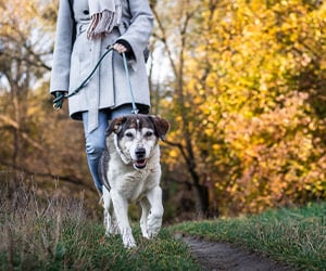 Dog-friendly Walking Trails​