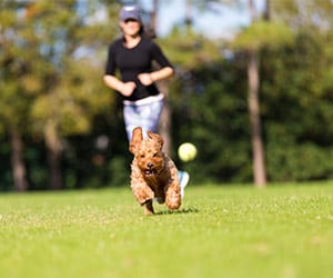 Off Leash Dog Parks