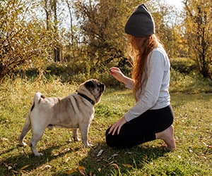 Dog Trainers - Winston Salem