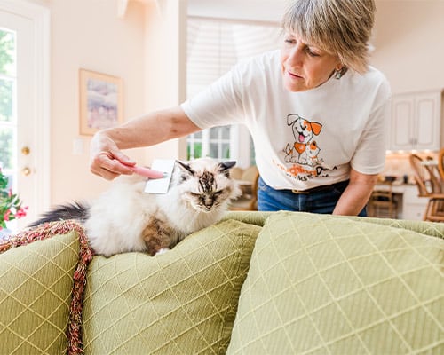 Cat Sitting