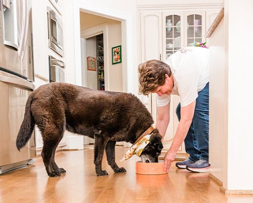 Pet Sitting