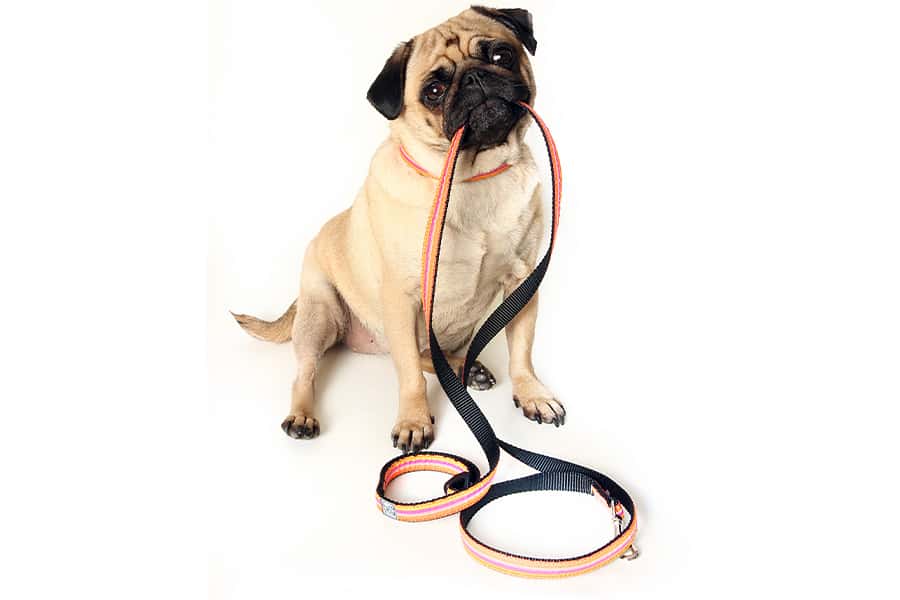 pet sitting checklist