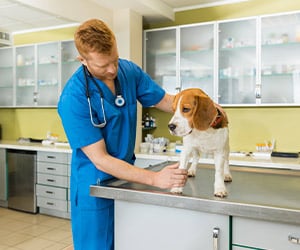 Veterinarians - Laughing Dog Walks