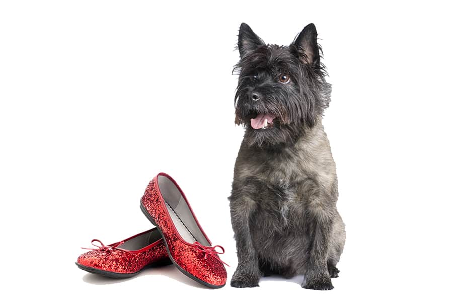 WhY Pet Sitting - Hate Oz, took the shoes, find your own way home!