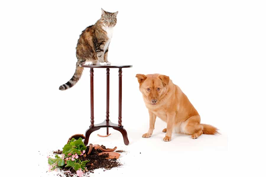 Why a Professional Pet Sitter?